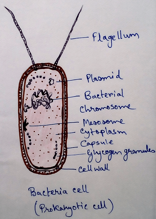 Prokaryotic Cells