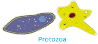 Protozoa