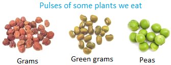 Pulses of some Plants we Eat