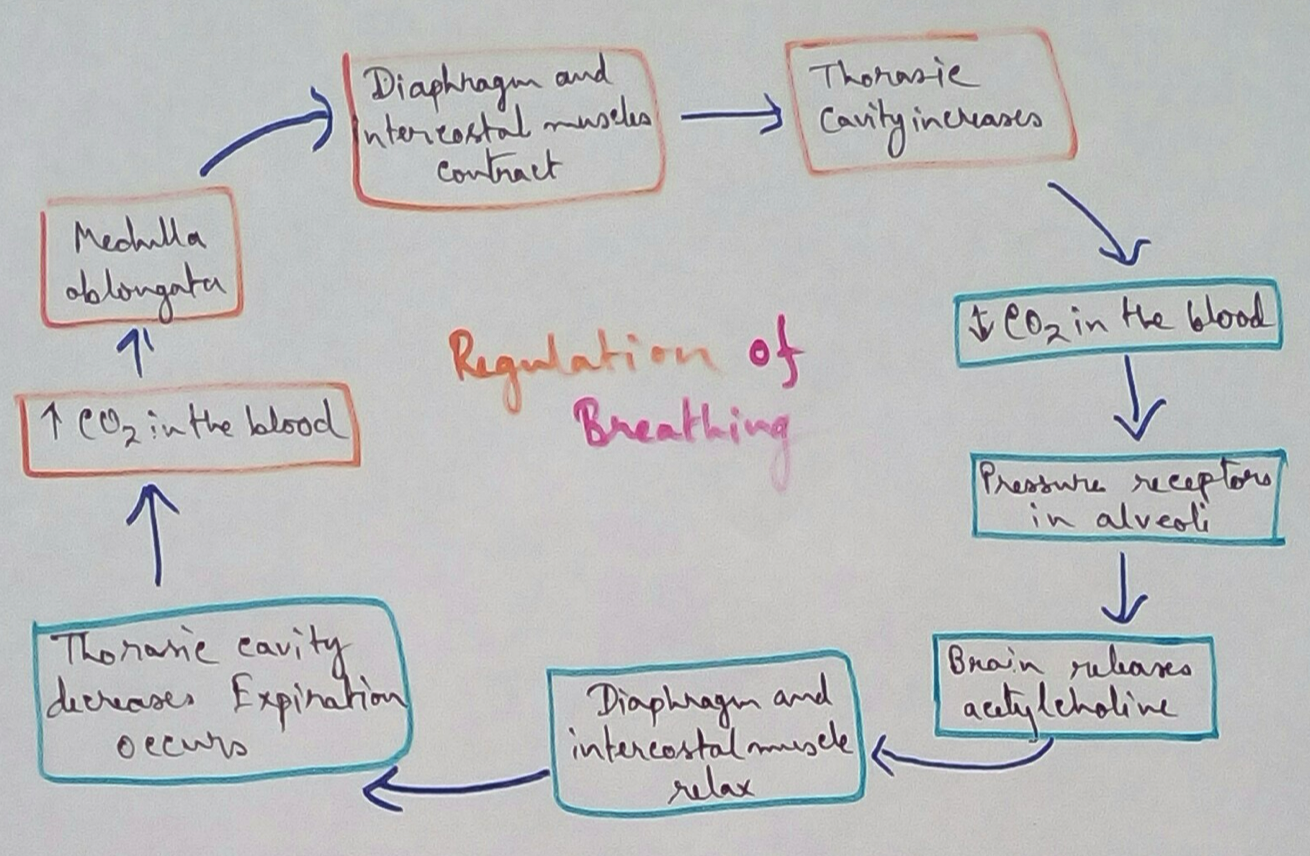 Regulation of Breathing