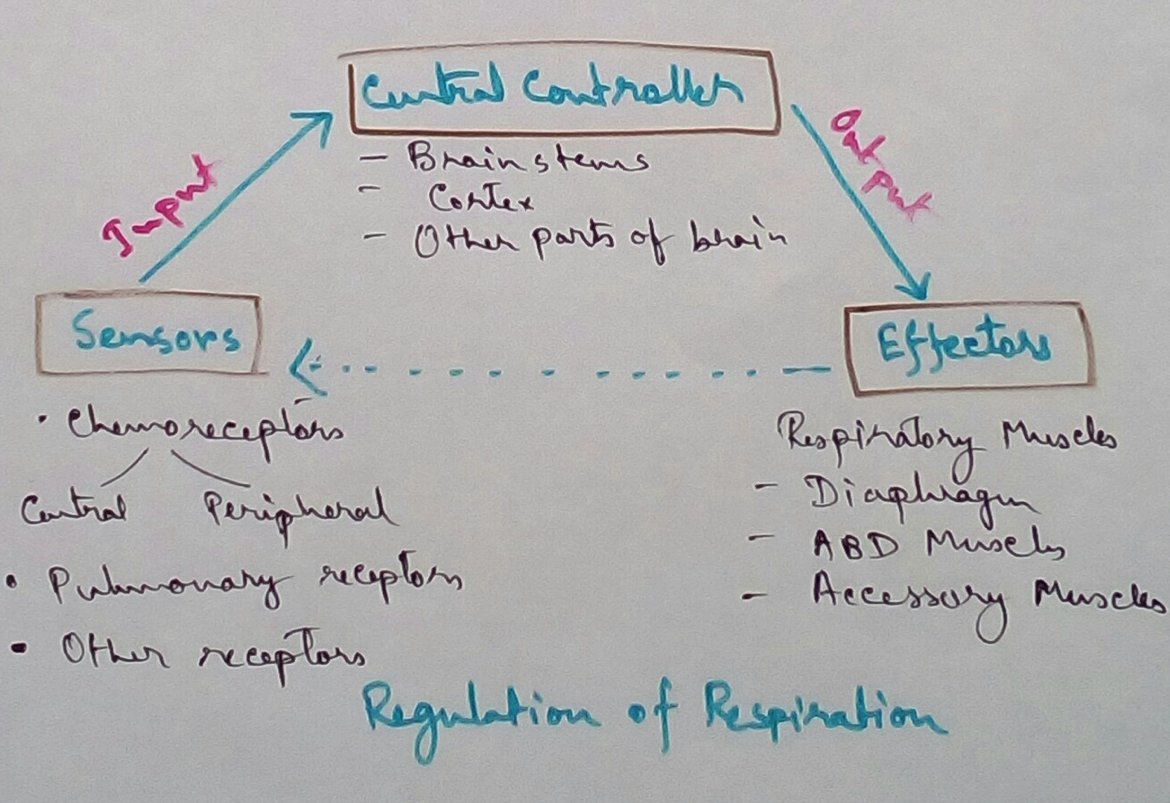 Regulation of Respiration