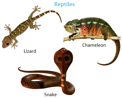 Reptiles