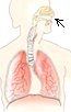 Respiratory System