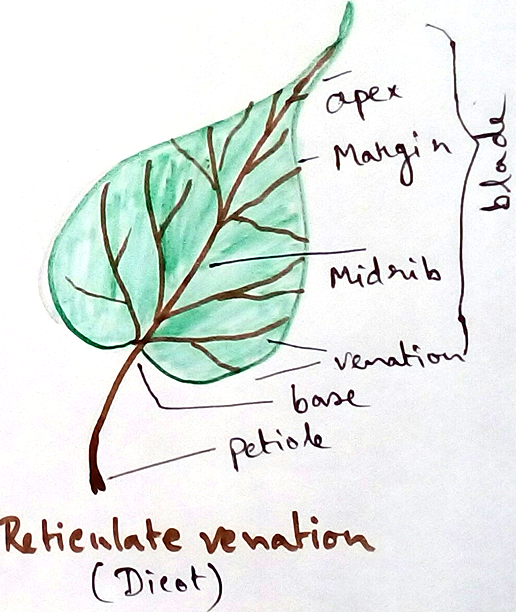 Dicot - Reticulate Venation