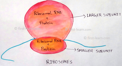 Ribosomes are small ,granular, non- membranous structure which is mafe up of RNA and protein and concerned with protein synthesis.  In 1943 presence of ribosomes are first observed by Claude and later in 1955 Palade described a detailed description of it by define the name.