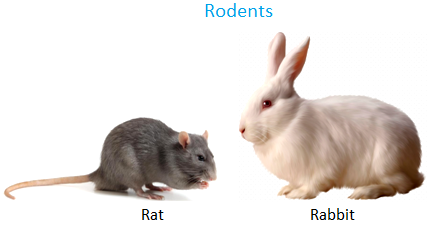 Rodents