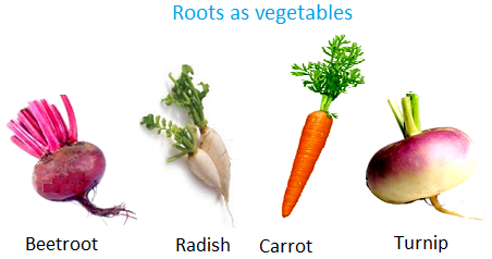Roots as Vegetables
