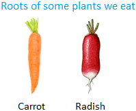 Roots of some Plants we Eat