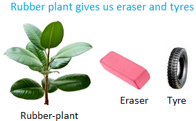 Rubber Plant gives us Eraser and Tyres