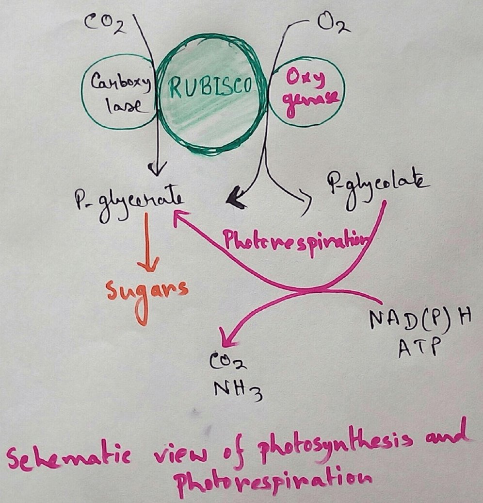 Schematic View of Photosynthesis and Photorespiration