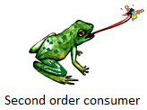 Second Order Consumers