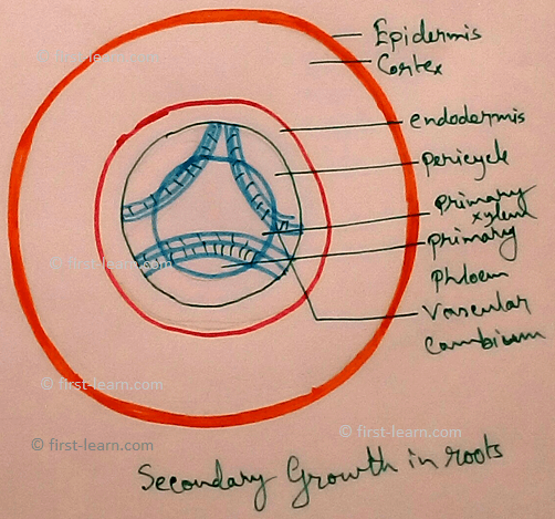 Secondary Growth in Roots