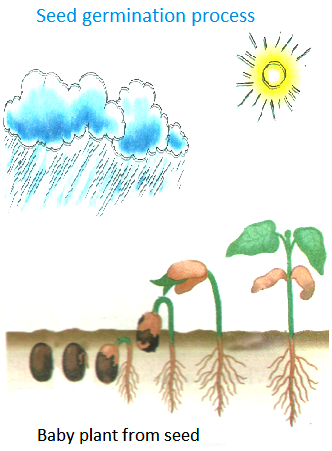 Seed Germination Process