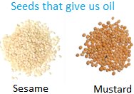 Seeds that give us Oil