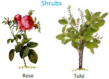 Shrubs, Rose, tulsi, jasmine, hibiscus