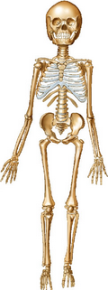 Picture of the Skeleton