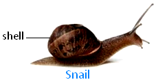 Snail