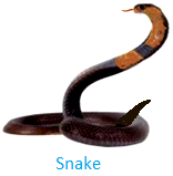 Snake