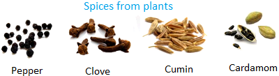 Spices from Plants