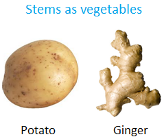 Stems as Vegetables