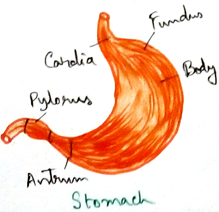 Stomach