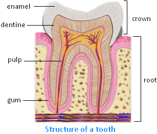 Structure of a Tooth