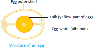Structure of an Egg
