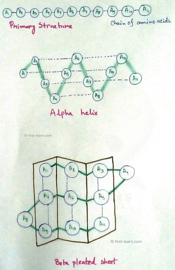 Structure of Proteins