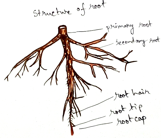 Structure of Root