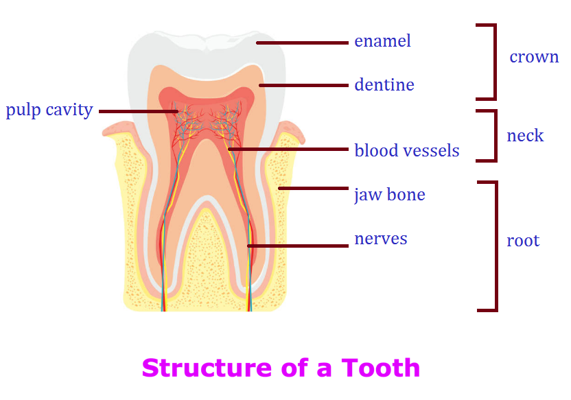 Structure of a Tooth