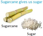 Sugarcane gives us Sugar