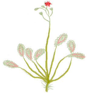 Sundew Plant Eats Insects