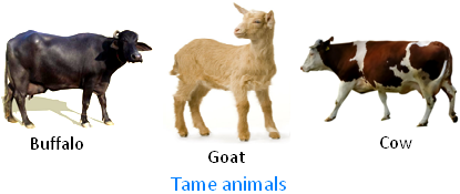 Tame Animals