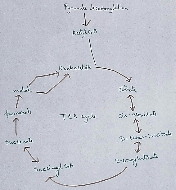 TCA Cycle