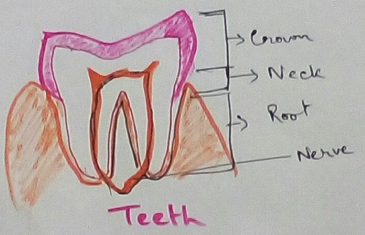 Teeth