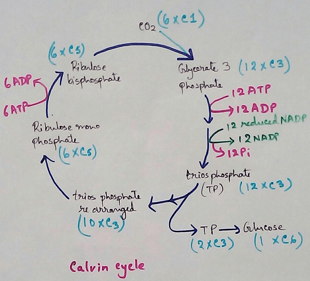 The Calvin Cycle