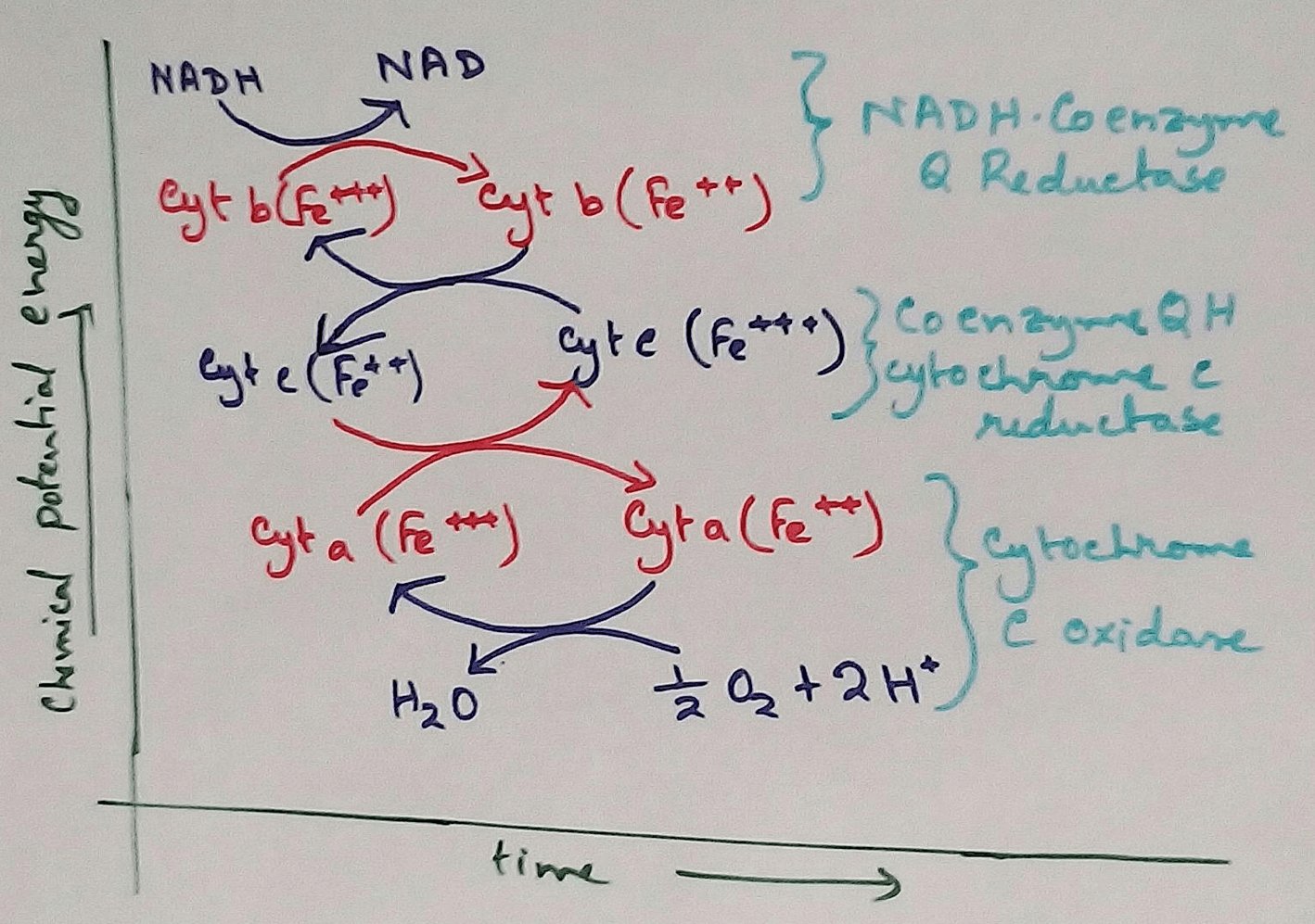 It is called ETC. Electron transfer means the process where one electron relocate from one atom to the other atom. Definition of electron transport chain - The biological process where a chains of redox reaction take place as electrons are transferred from the donner to the