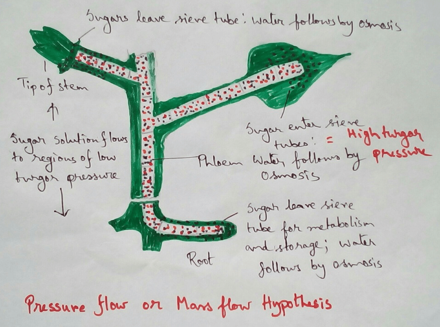 It is the hypothesis by which transport of sap by phloem can be best described. This hypothesis was given by Ernst Munch in 1930 who was an German plant physiologist. According to this hypothesis a high concentration of organic substances like sugar, inside the phloem 