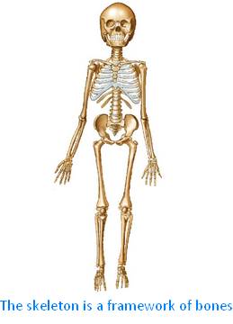 Skeleton System