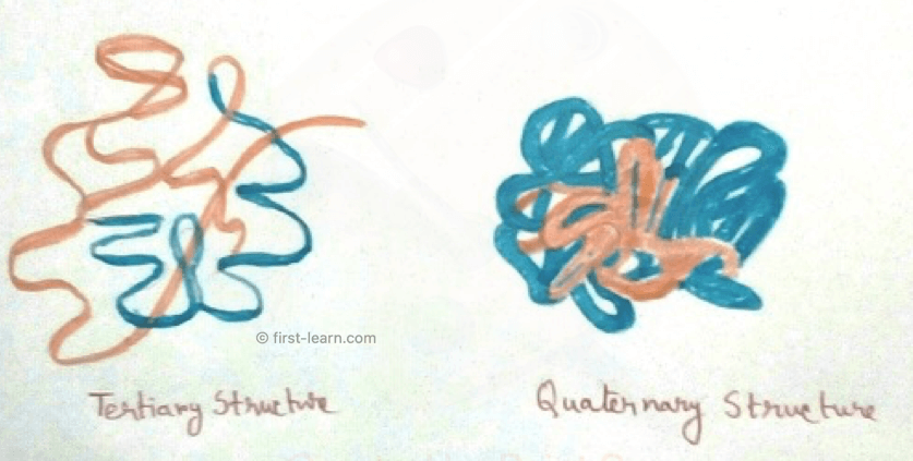 The Structure of Proteins