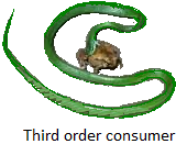 Third Order Consumers