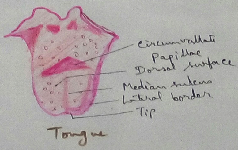 Tongue