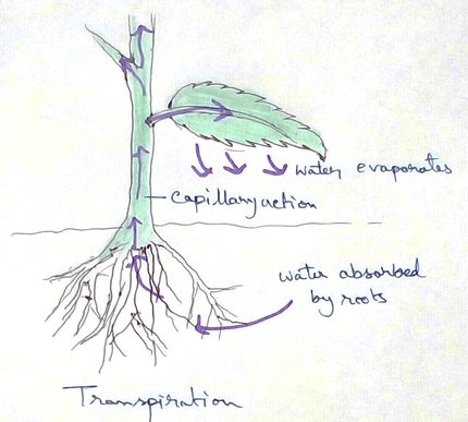 Transpiration