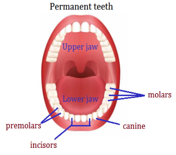 Types Of Permanent Teeth