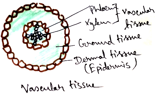 Vascular Tissues