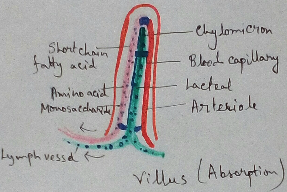 Villus