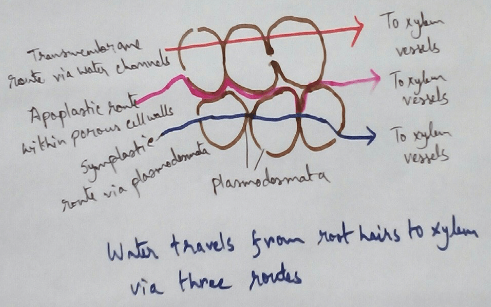 Water Travels from Root Hairs to Xylem
