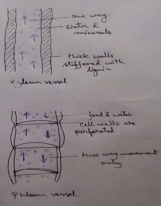 Xylem and Phloem Vessels