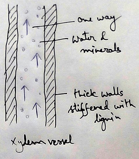 Xylem Vessels