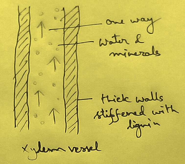 Xylem Vessels